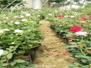 南阳月季花营养钵苗如何养？价格多少钱？