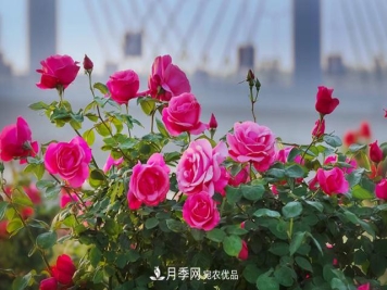 让月季花香飘满天下 看看南阳市是咋做到的