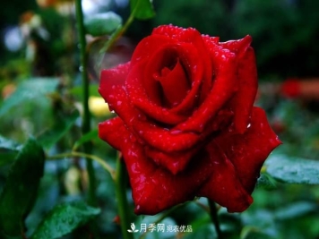 月季花这样管理，一年开两次花