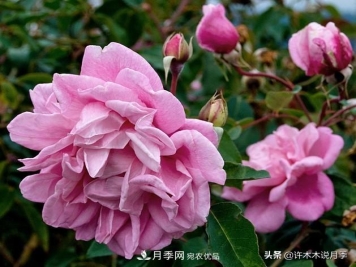 25个丰花浓香的波旁月季。拥有中国血统，不仅抗病还能做花墙