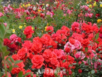 怎么管理阳台上的盆栽月季，方法是什么？