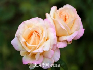 月季如何繁殖？休眠期的花卉怎么保护？