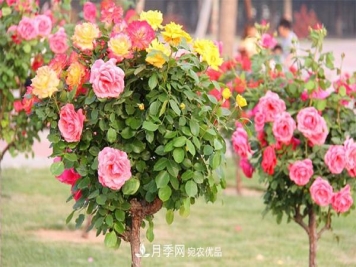 郑州月季树患有霜霉病要怎样治疗呢？