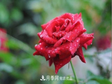 你知道怎么解决大花月季叶子发黄的问题吗？