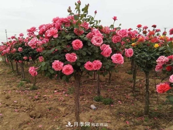 月季扦插后所需的温度湿度，你不能不知道