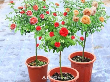 怎样预防你南阳棒棒糖树状月季黑斑病病害？