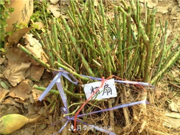 分享7条干货助力大家种出又美又大的大花月季