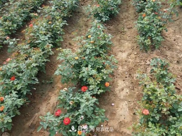 南阳大花月季小苗基地批发