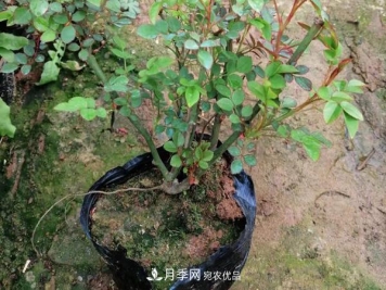 南阳盆栽月季盆花月季小苗批发