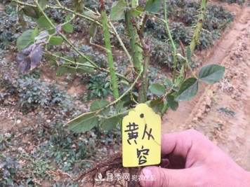 冬季最佳入苗期，提高月季裸根苗成活率6大绝招