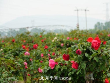 内乡县月季发展迅猛，特色产业助力脱贫增收