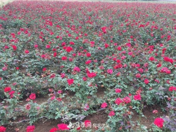南阳这几种月季开花不断，抗病性也是不错的哟！