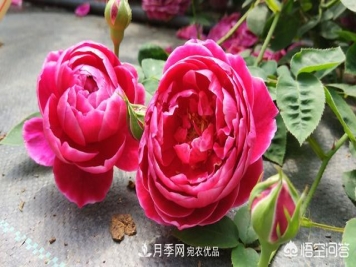 月季白粉病，用稀释的白酒喷洒可以治愈吗？