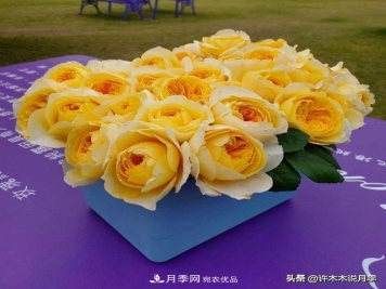 月季垂头怎么办？枝条柔软不直立怎么回事，教你一招搞定