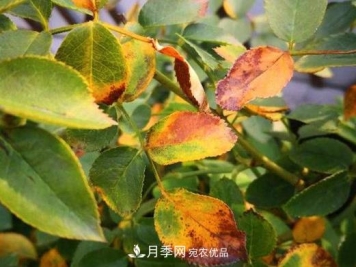 由于肥伤引起的月季黄叶怎么解决？