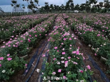 地栽月季的水肥如何管理？