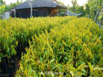 苗圃中常见病害的苗木综合防治技术要点