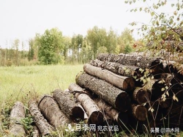 秋季苗木起出后没及时栽植怎么办，教你几招