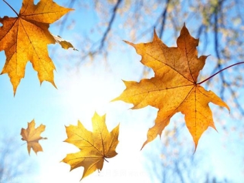 这些5种高端苗木向来就是“抢手货”，你知道几个？