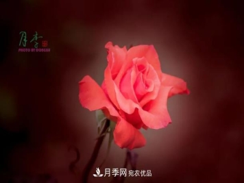 月季种类---红肉月季