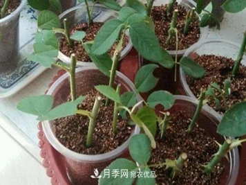 月季枝扦插如何快速生根，几个小妙招试试