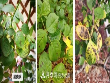 月季病害及杂草如何防除？