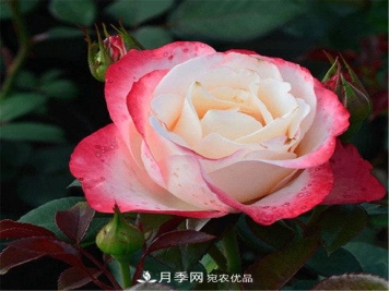 月季发烧友必知的国际10大名贵月季花，谁能养过超过5种