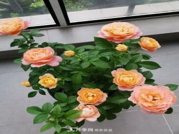 月季花中的“王者”，花友都喜欢养，如今没落了，颜值依旧很高