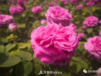 月季花好养活，但要花大花艳您得懂这些知识
