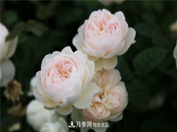 哪些月季花品种是花友必备的？