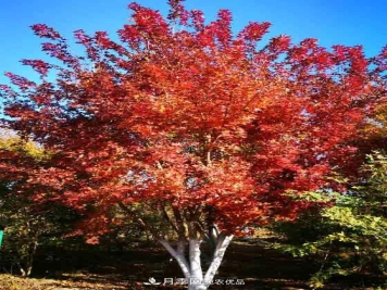 38棵树卖了75万，看这家苗圃的“梦之树”如何炼成？