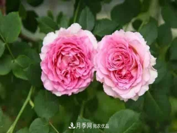 地栽月季花在北方如何防止被冻死？