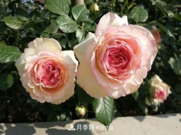 种月季有窍门，用“红陶盆”栽种，透气透水，月季发芽快开花多