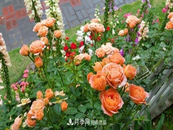 北方南方养护月季重点有什么不同？不用讨论了