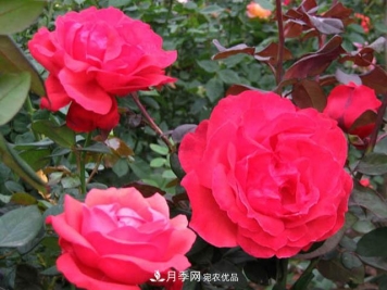 南阳月季枝条怎么修剪？