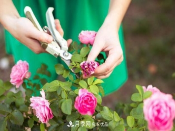 养护月季必须的修剪要怎么去做？