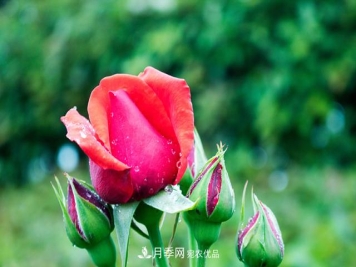 新买的月季苗带花苞是好事还是坏事？