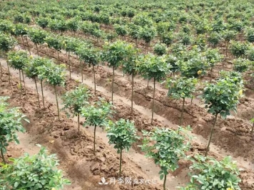 月季种植技术之嫁接技术