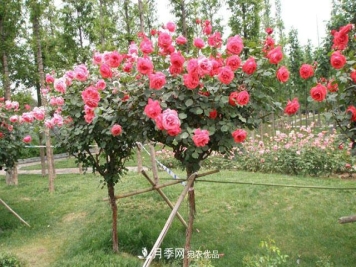 树状月季成活阶段怎么养护管理？