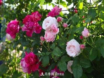 温度对月季花期有哪些影响？漳州适合种植吗