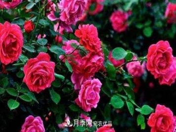 月季灌溉如何操作？