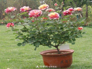 盆栽月季浇水这件小事，做不好就变大事