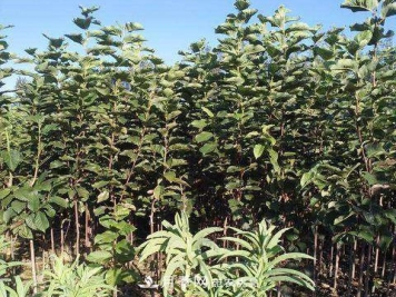 南阳白玉兰小苗如何来养殖，成活率上会变得更高？