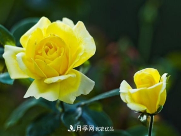 月季红蜘蛛不可怕 做好预防走天下