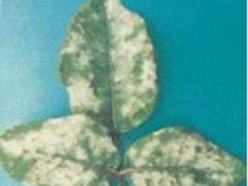 秋季月季病虫防治