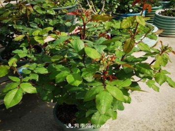养的月季为什么不爱长？这几个原因最常见