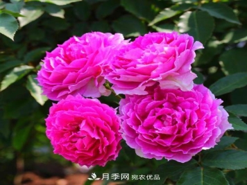 月季是个庞大的家族，这3种最受欢迎，盛夏开花爆盆