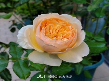 切花月季的栽培方法