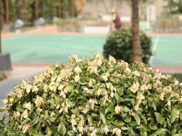 立秋后，园林养护一定要注意这4点，这样苗木才能长得好