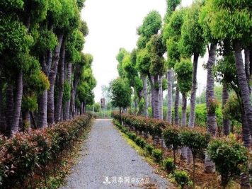 2020年苗木生意到底要如何做下去？